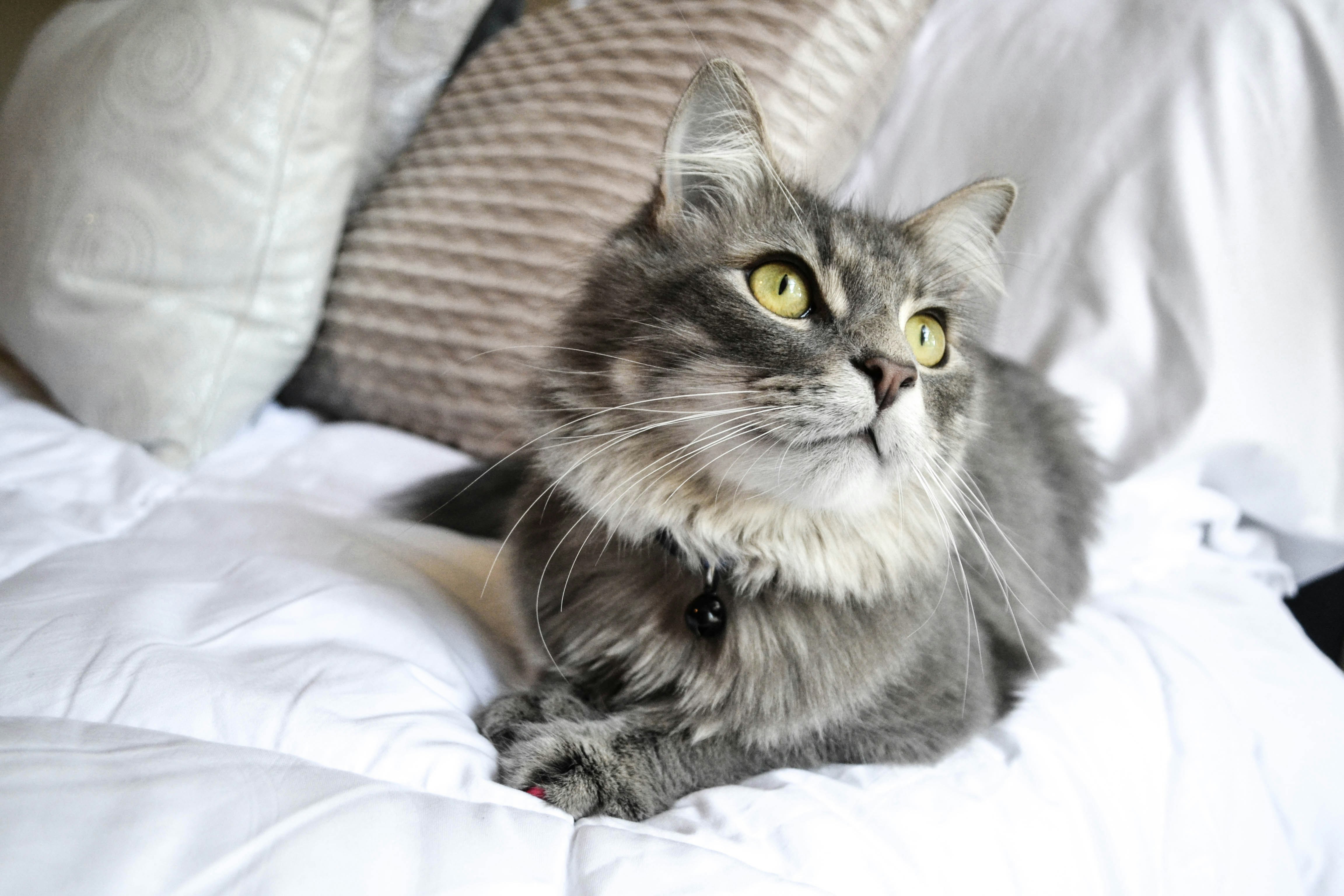 Everything Your Cat Deserves