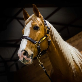 Amigo Padded Leather Horse Halter, Full or Warm Blood bird pet,aviary product