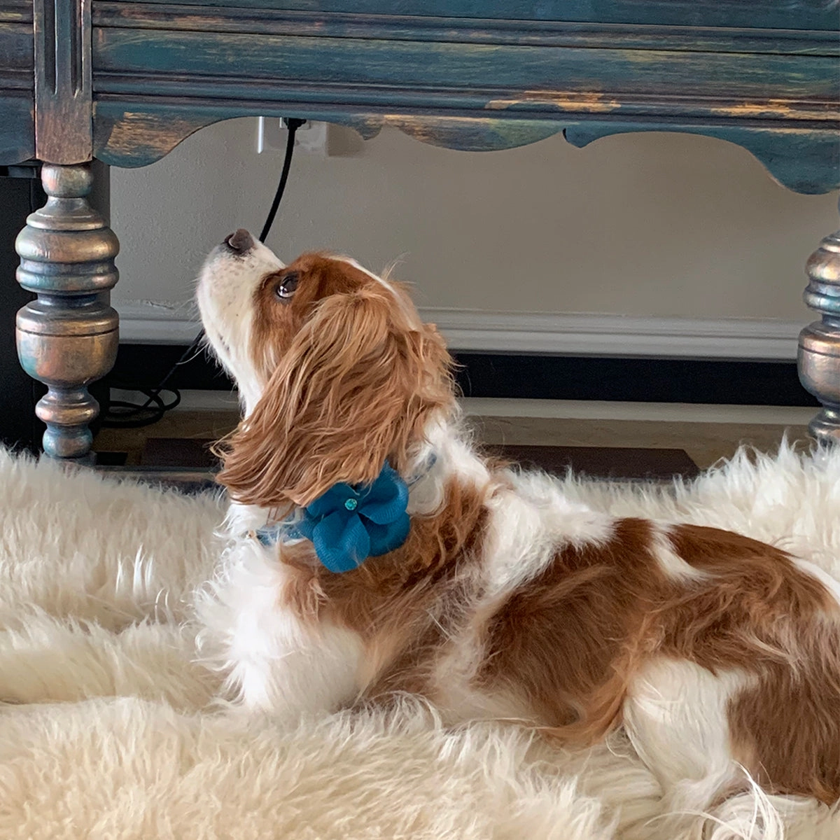 Beverly Classic Rhinestone Leather Dog Flowerette Slider Caribbean