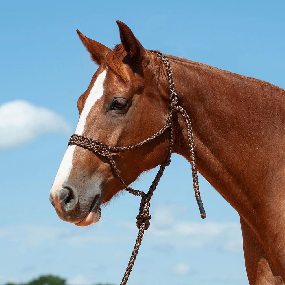 Braided Mule Tape Halter with 9' Lead