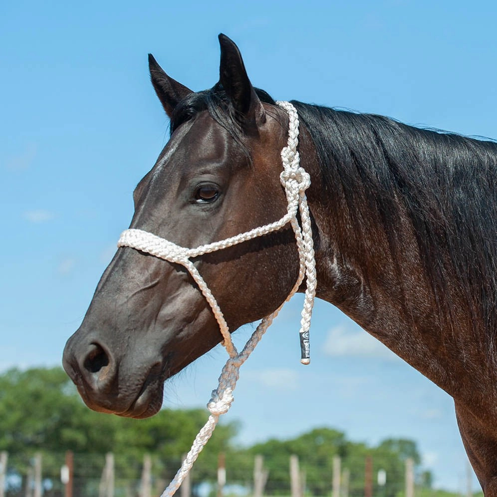 Braided Mule Tape Halter with 9' Lead