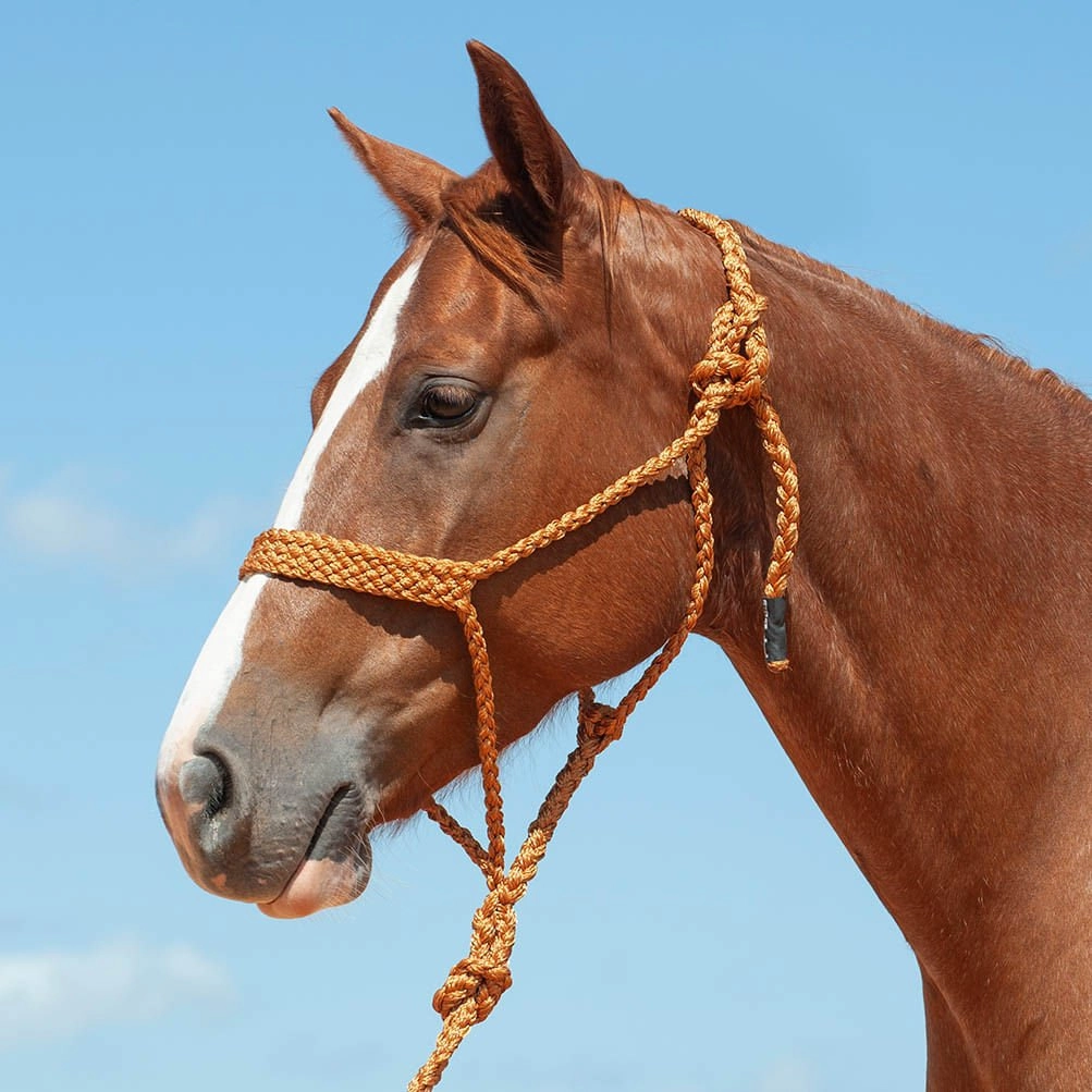 Braided Mule Tape Halter with 9' Lead