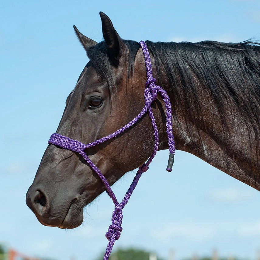 Braided Mule Tape Halter with 9' Lead