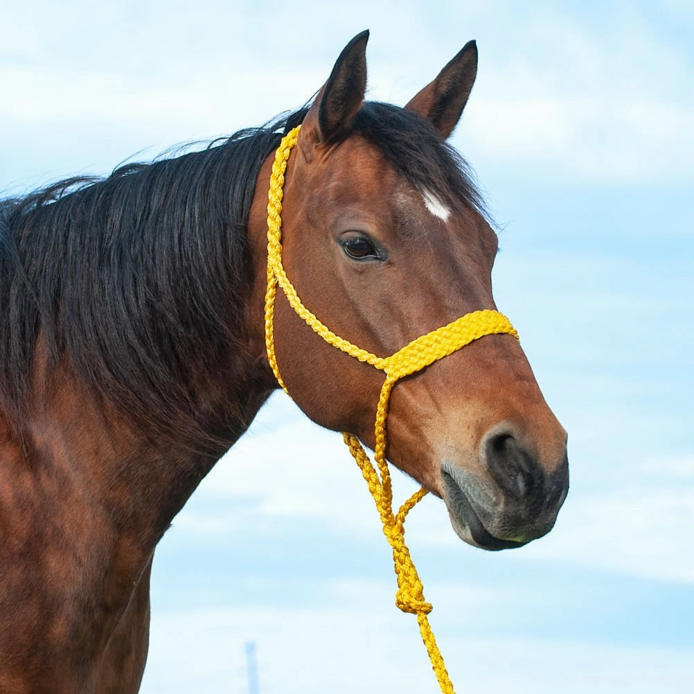 Braided Mule Tape Halter with 9' Lead