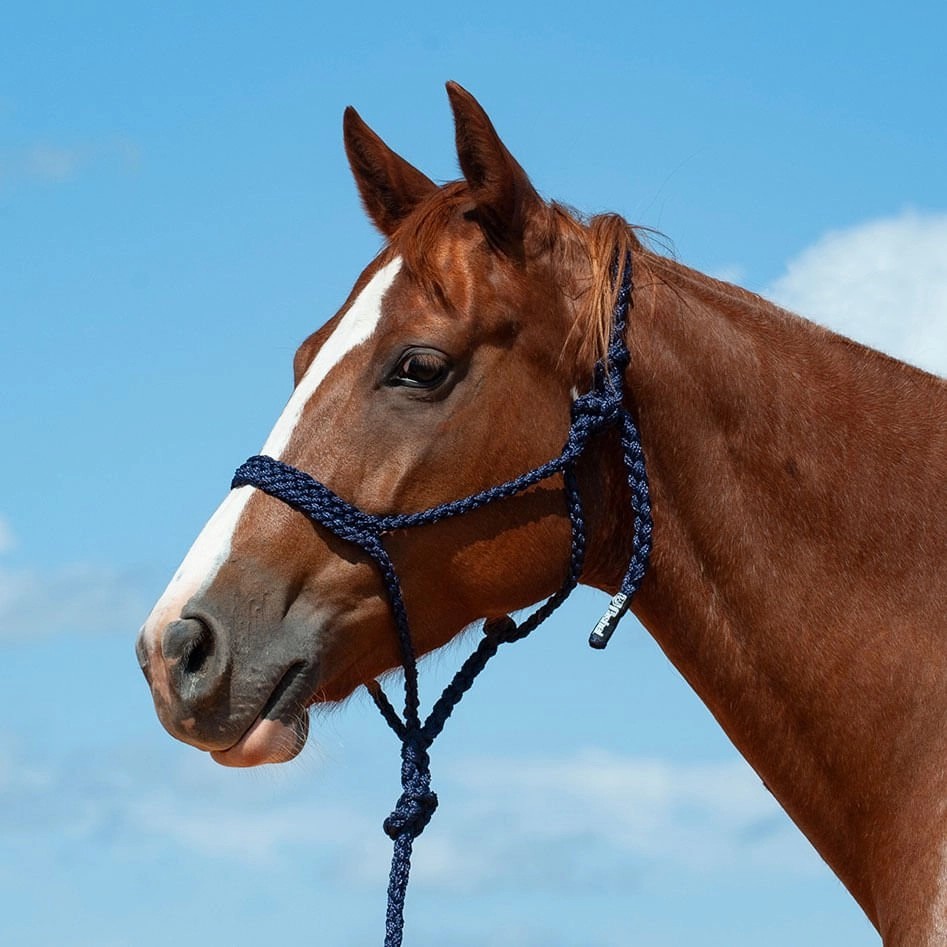 Braided Mule Tape Halter with 9' Lead bird pet,aviary product