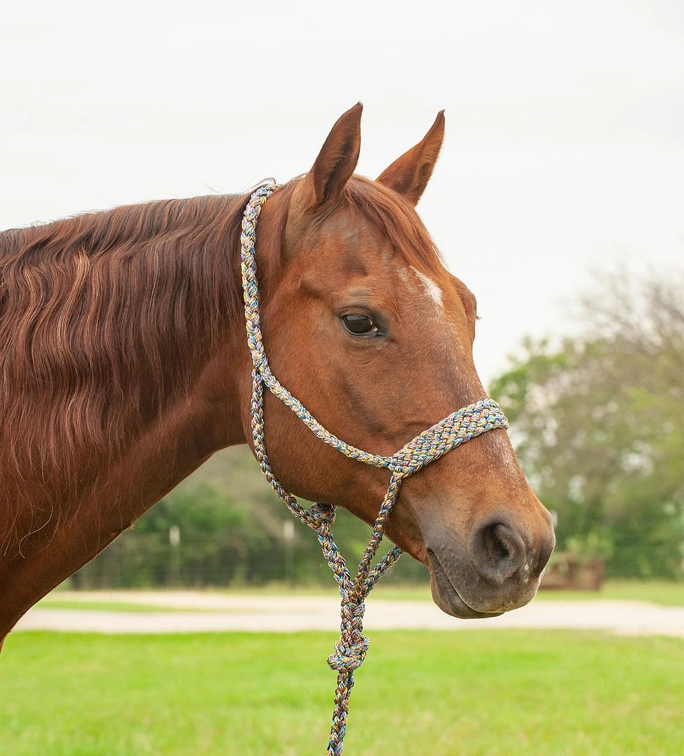 Braided Mule Tape Halter with 9' Lead