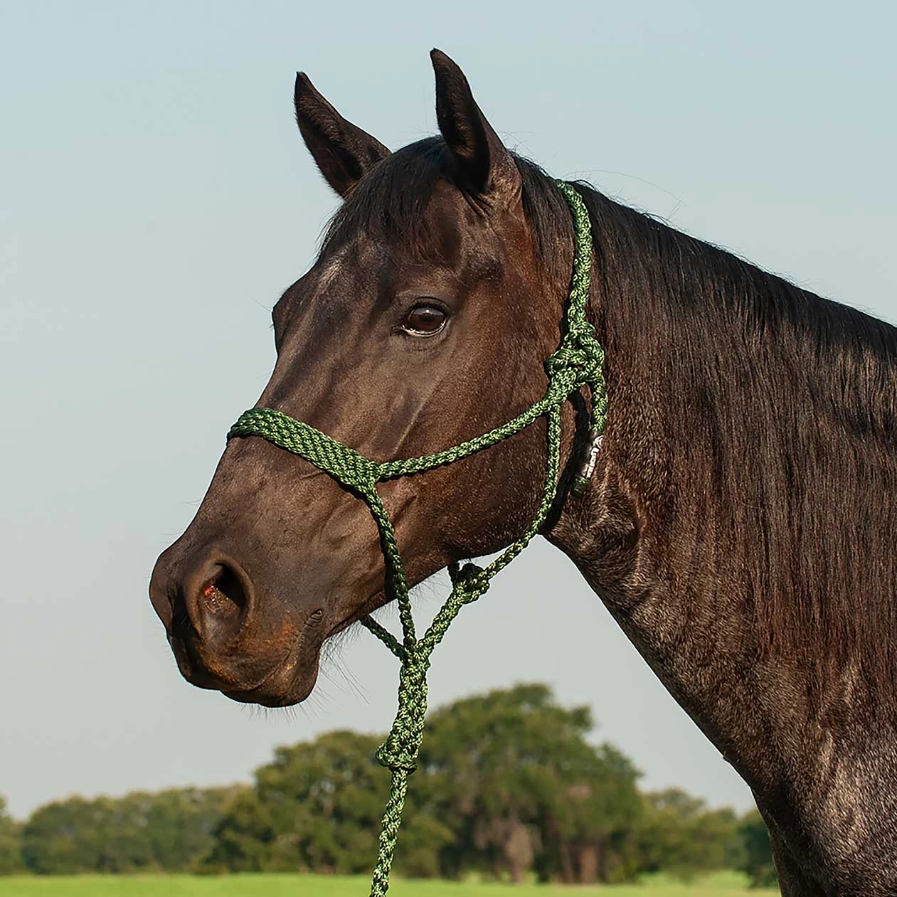 Braided Mule Tape Halter with 9' Lead