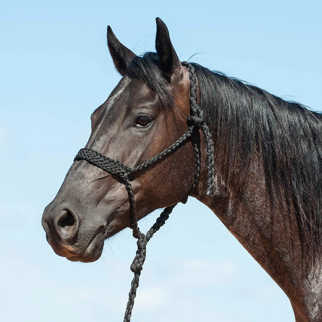 Braided Mule Tape Halter with 9' Lead