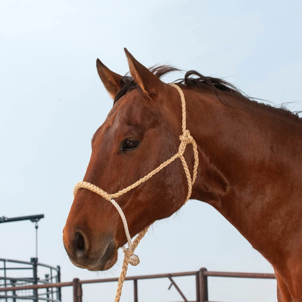 Classic Lariat Rope Nose Halter w/Lead