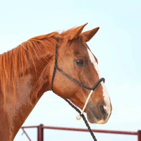 Classic Lariat Rope Nose Halter w/Lead bird pet,aviary product
