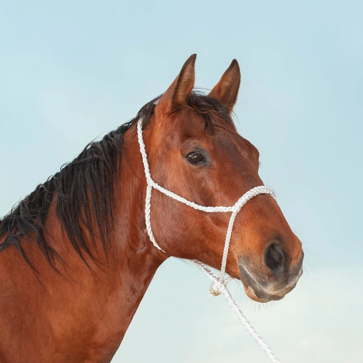 Classic Lariat Rope Nose Halter w/Lead