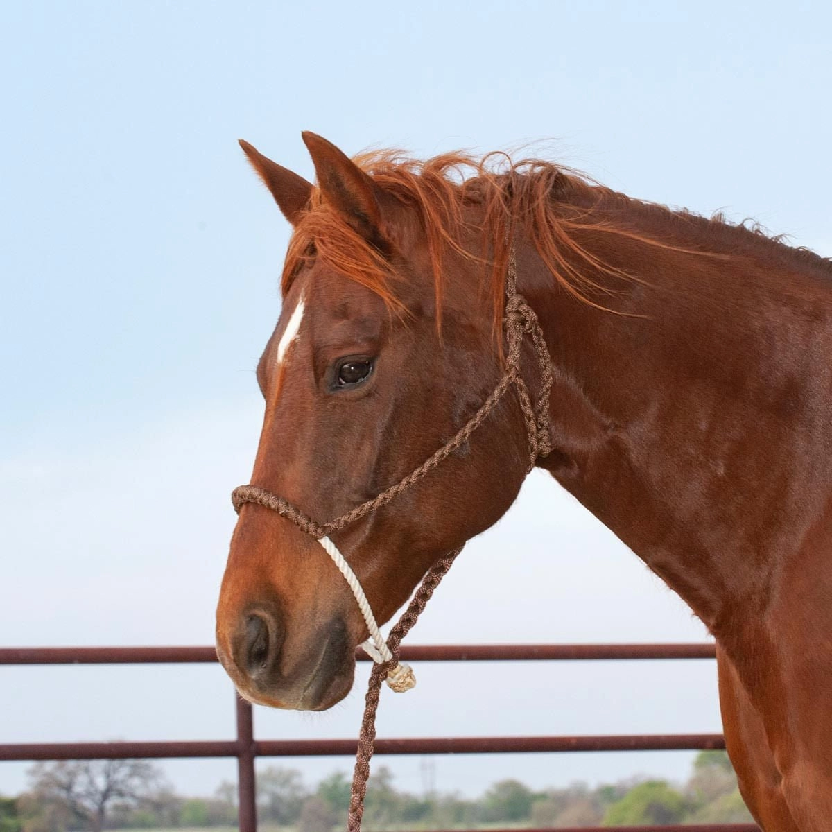 Classic Lariat Rope Nose Halter w/Lead