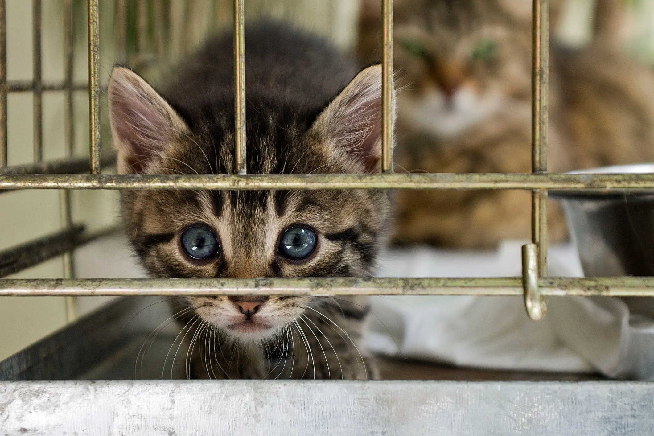 Donate Meals for Shelter and Rescue Cats in Need healthy cat food, premium dry cat food