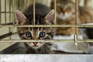 Donate Meals for Shelter and Rescue Cats in Need healthy cat food, premium dry cat food