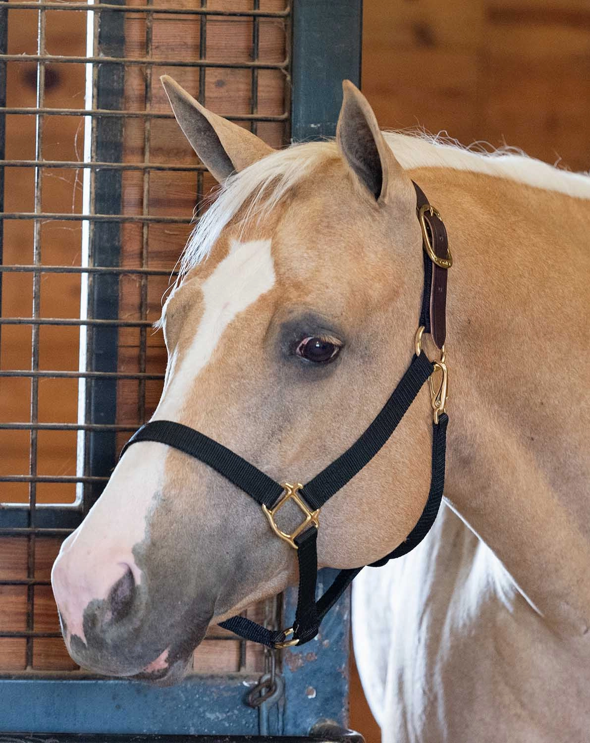 Economy Nylon Safety Horse Halter