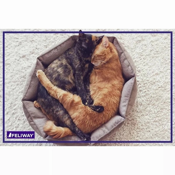 FELIWAY FRIENDS 30 Day Refill