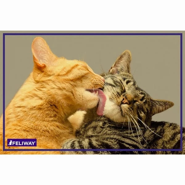 FELIWAY FRIENDS 30 Day Refill
