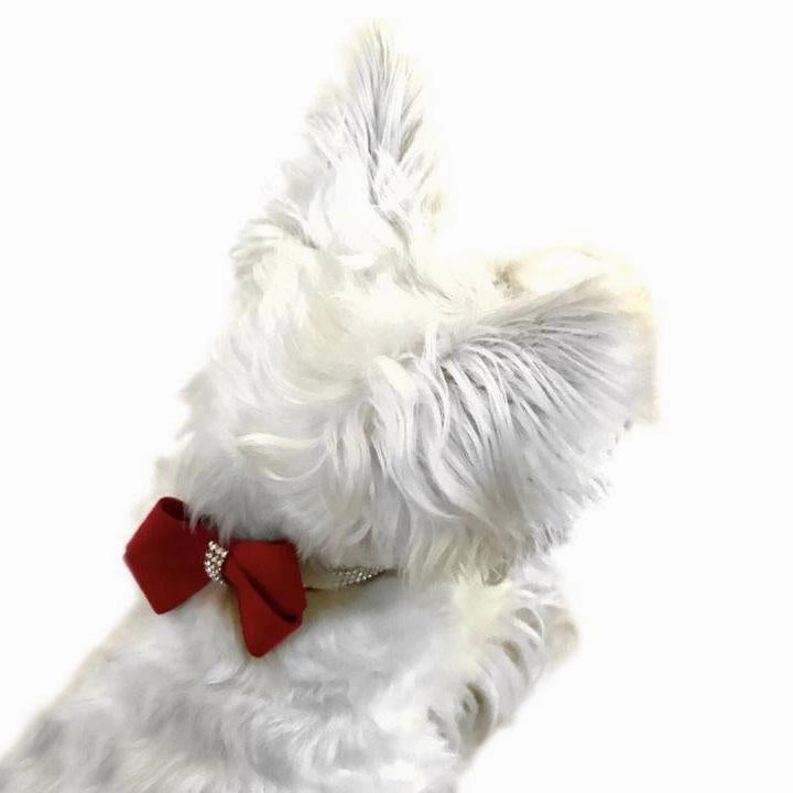 First Place Bow Dog Collar Slider Red dog collar accessory,collar decor