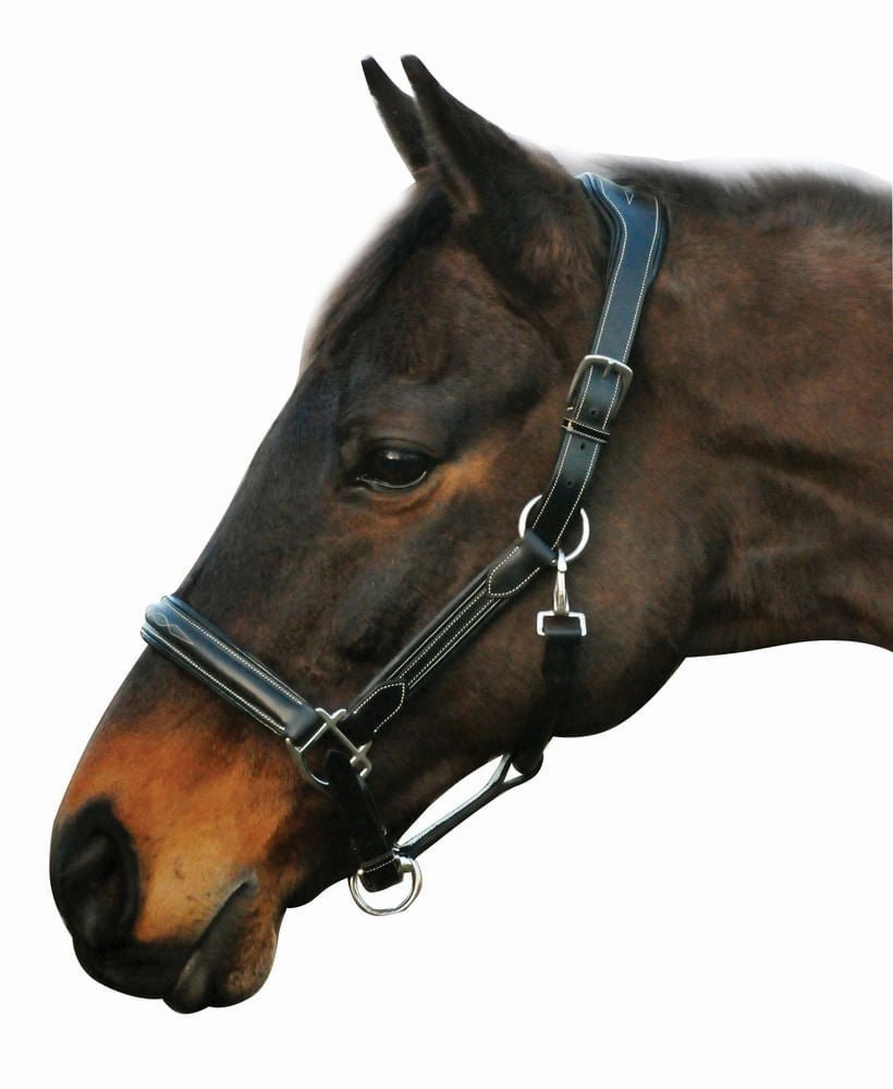 HDR Stress Free Fancy Stitch Leather Halter bird pet,aviary product