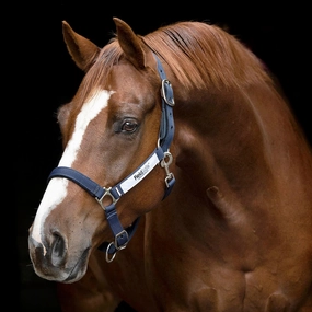 Horseware FieldSafe Halter bird pet,aviary product