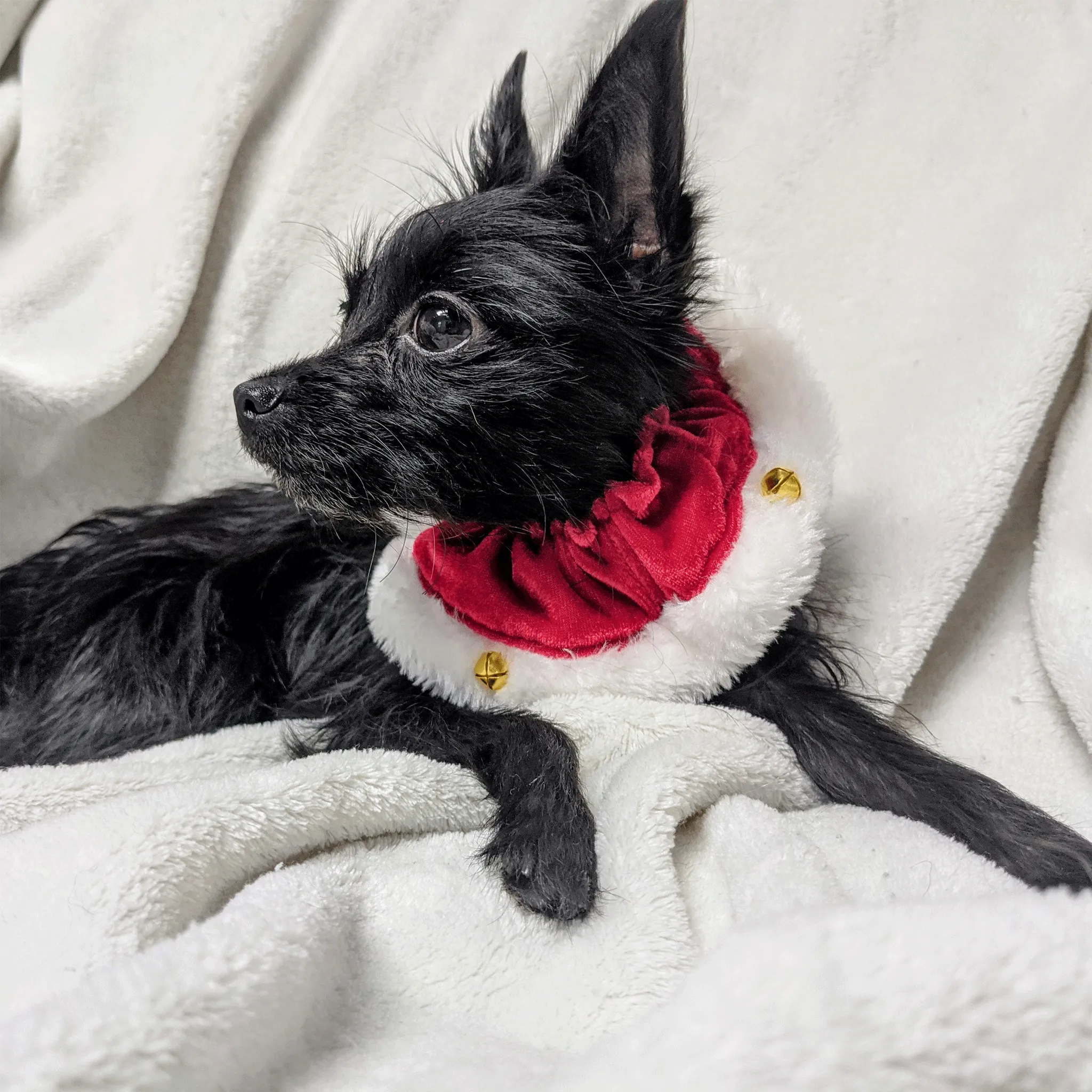 Huxley & Kent Ruff Red Santa Scrunchy for Dogs