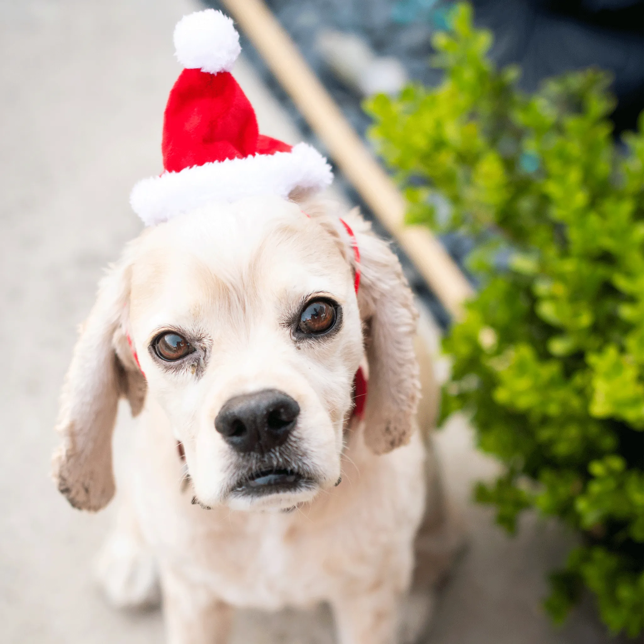 Huxley & Kent Santa Hat for Dogs