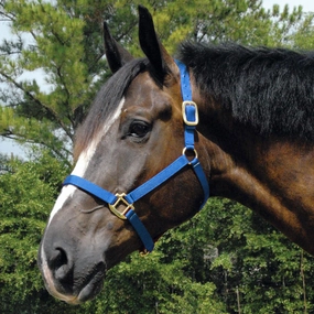 Jeffers Arabian Nylon Horse Halter bird pet,aviary product