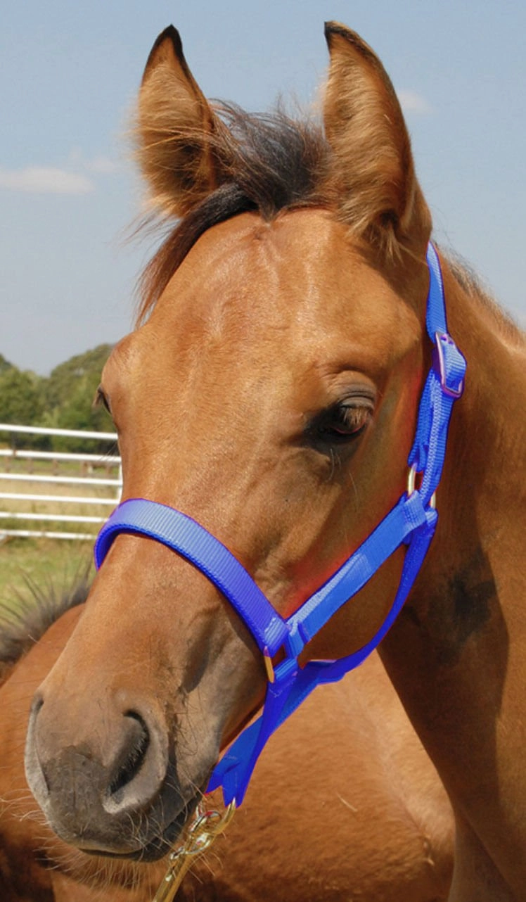 Jeffers Nylon Foal & Pony Halter