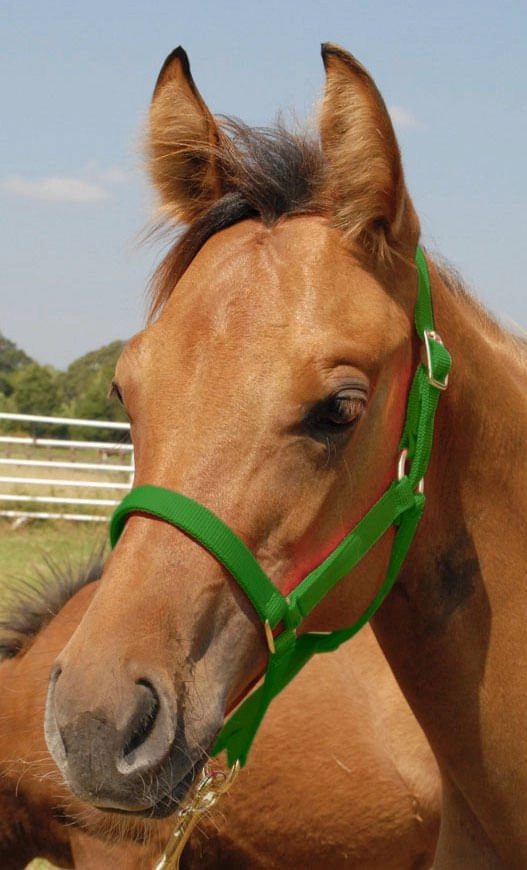 Jeffers Nylon Foal & Pony Halter