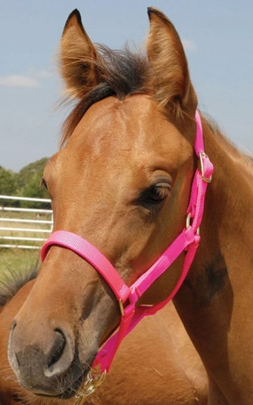 Jeffers Nylon Foal & Pony Halter bird pet,aviary product