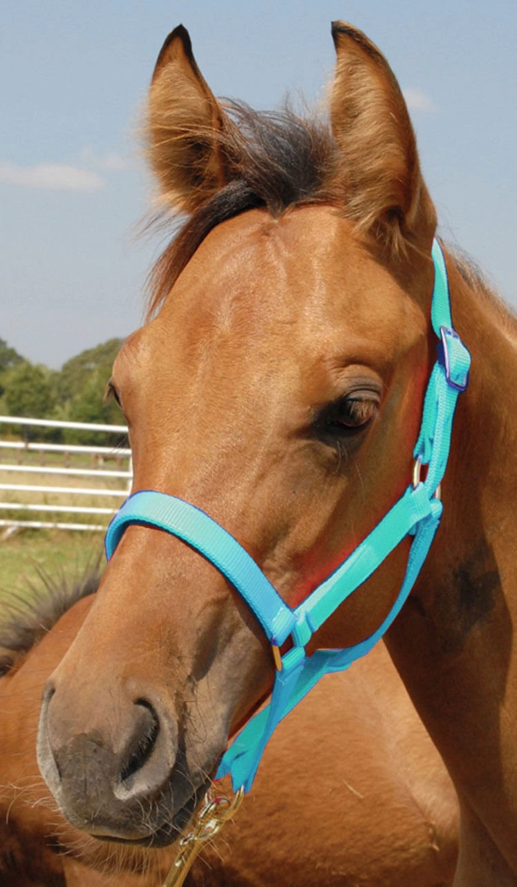 Jeffers Nylon Foal & Pony Halter