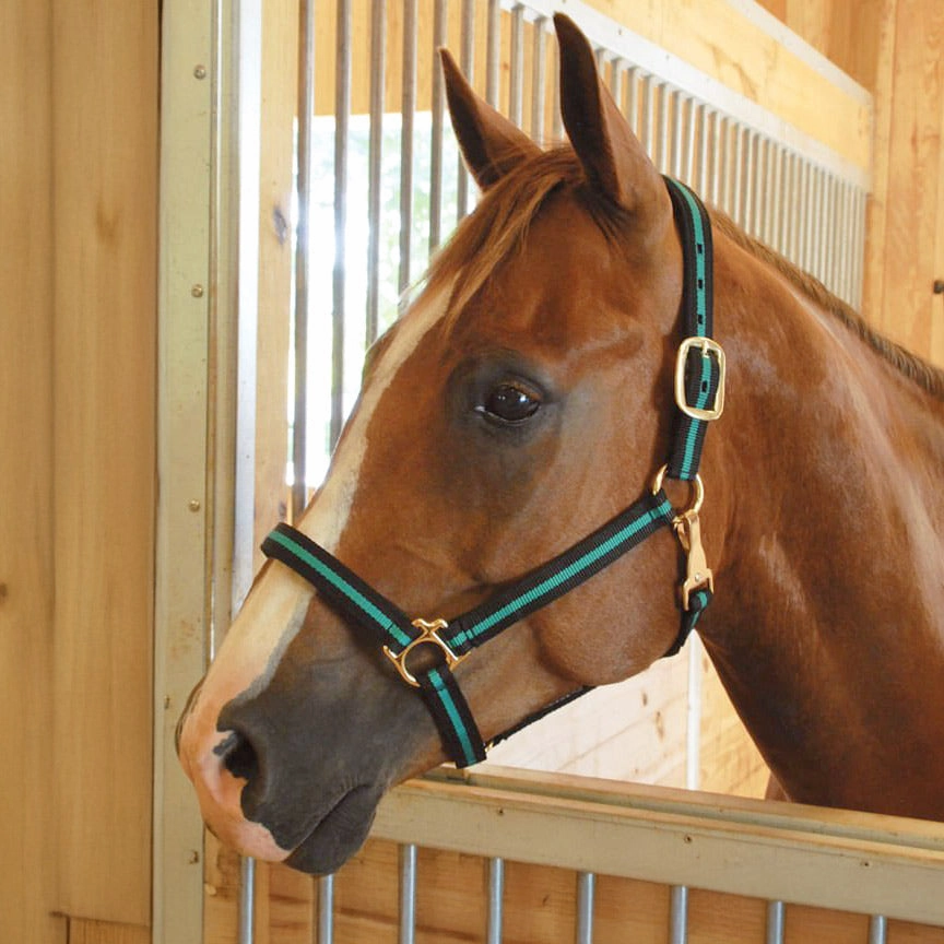 Jeffers Padded Nylon Horse Halter with Throat Snap bird pet,aviary product