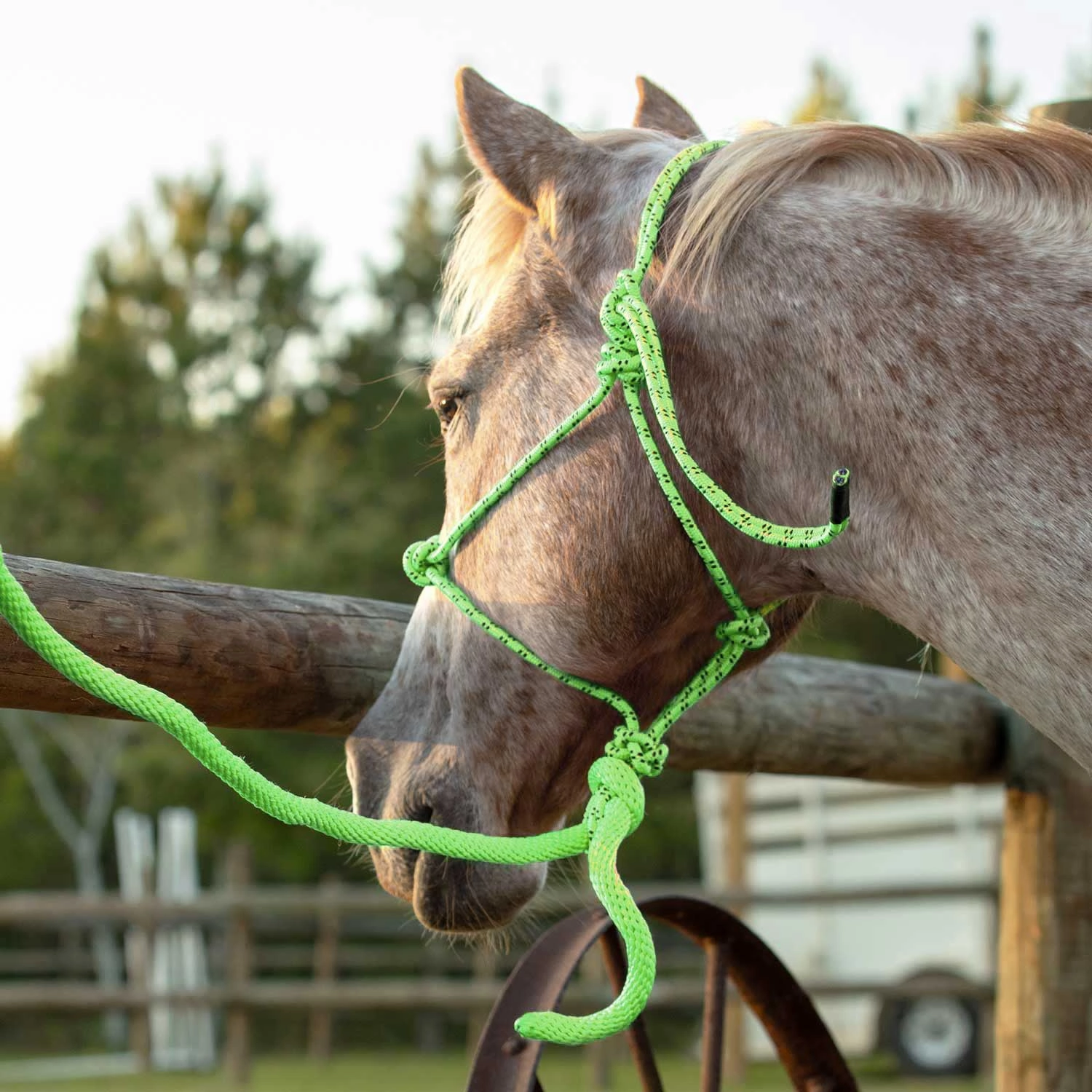 Jeffers Poly Braided Rope Horse Halter with Lead