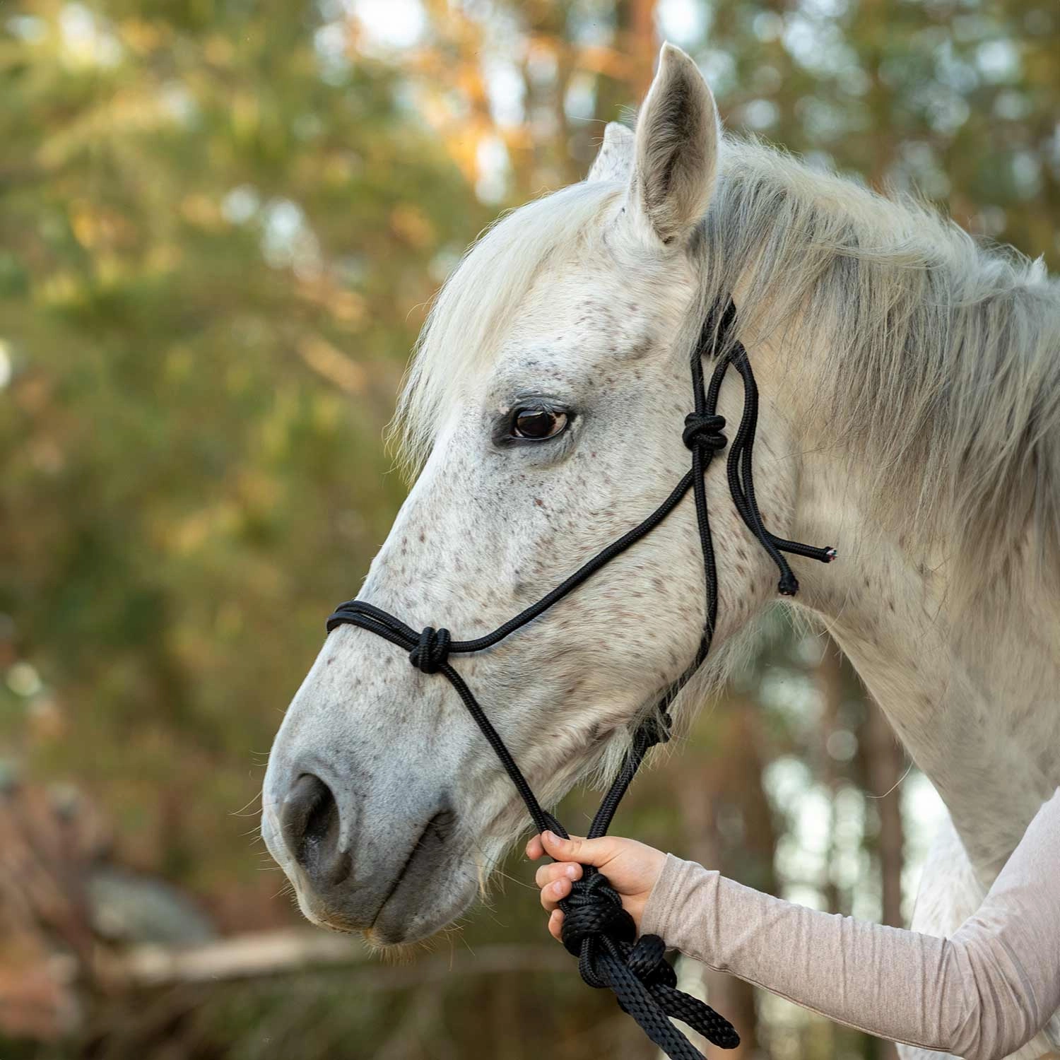 Jeffers Poly Braided Rope Horse Halter with Lead