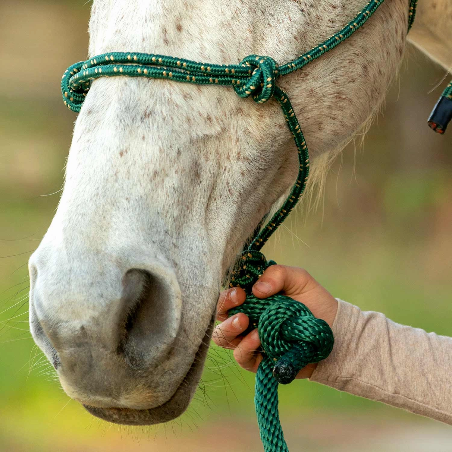 Jeffers Poly Braided Rope Horse Halter with Lead