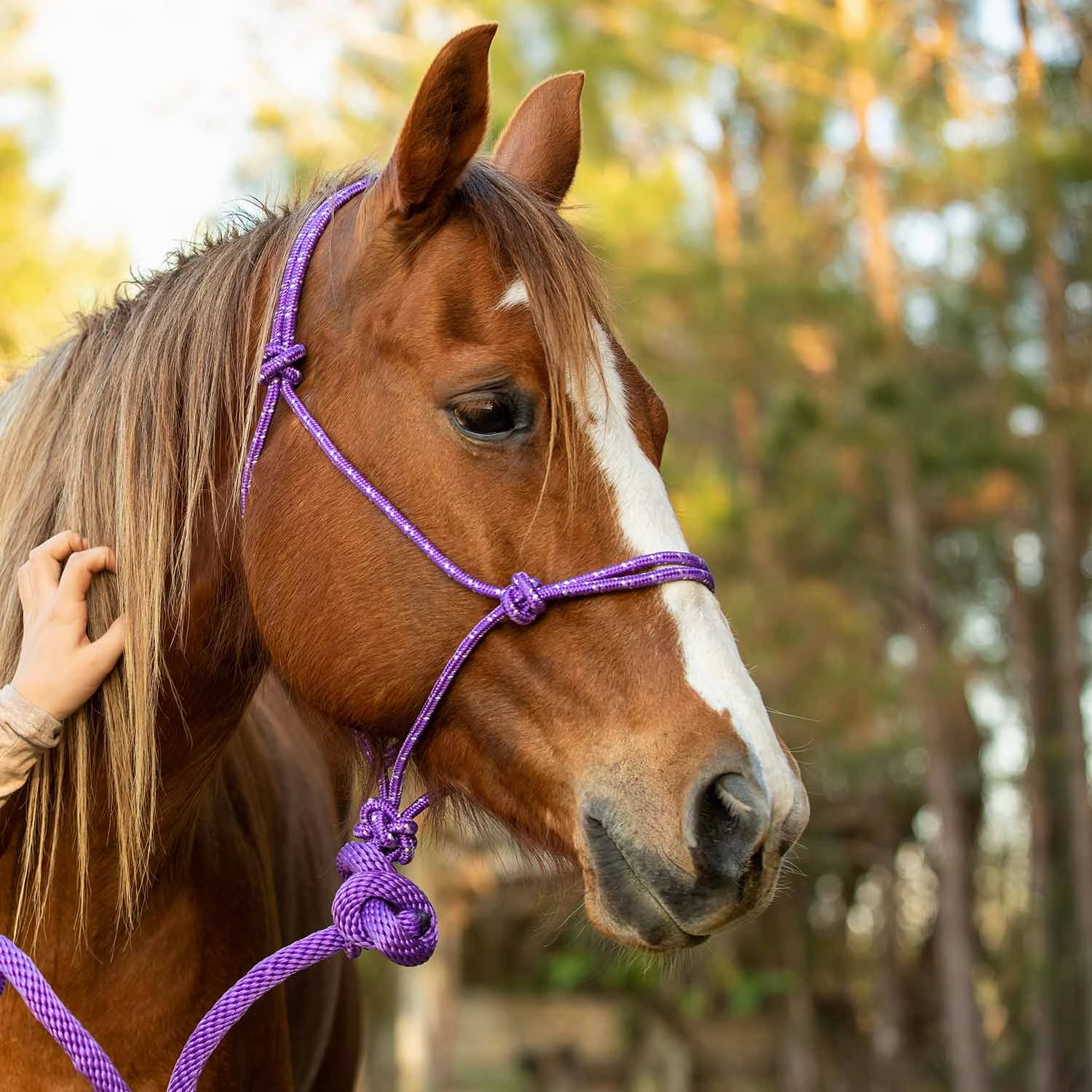 Jeffers Poly Braided Rope Horse Halter with Lead
