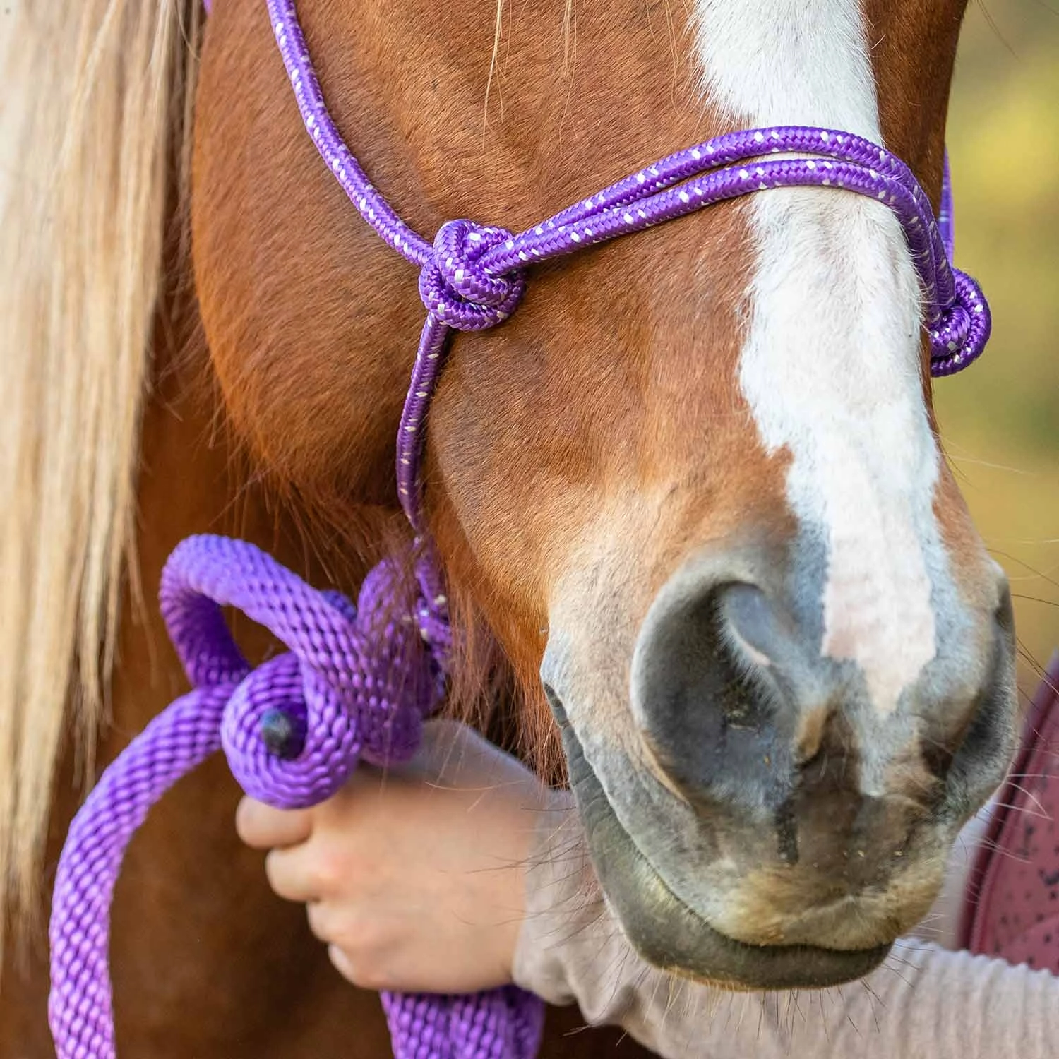 Jeffers Poly Braided Rope Horse Halter with Lead