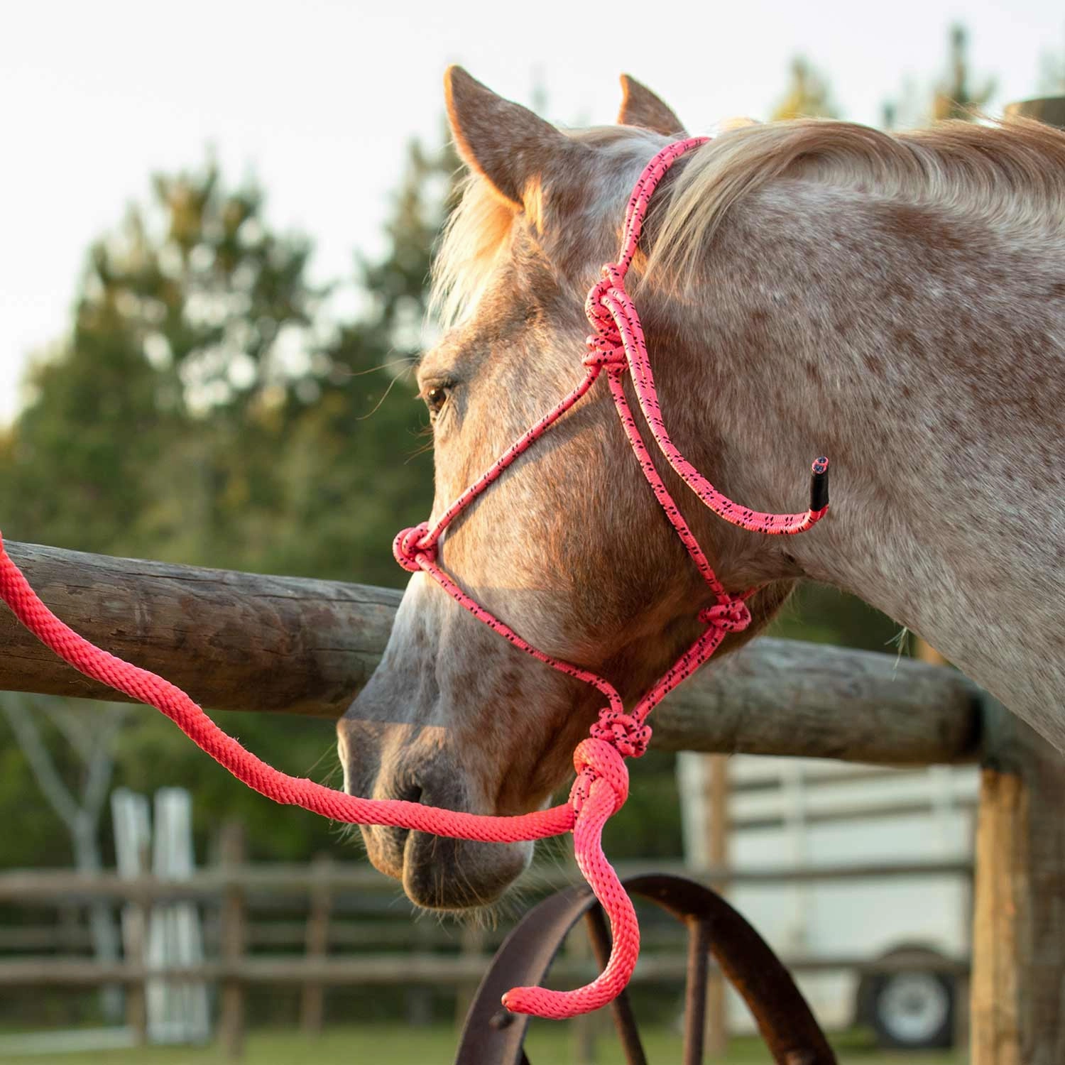 Jeffers Poly Braided Rope Horse Halter with Lead