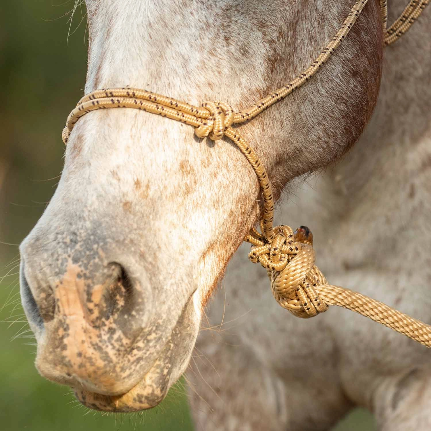 Jeffers Poly Braided Rope Horse Halter with Lead