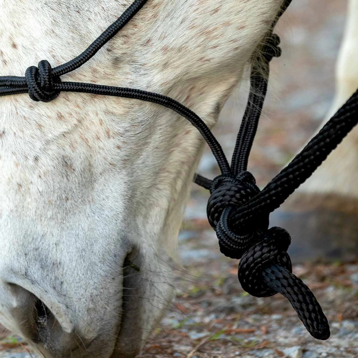 Jeffers Poly Braided Rope Horse Halter with Lead