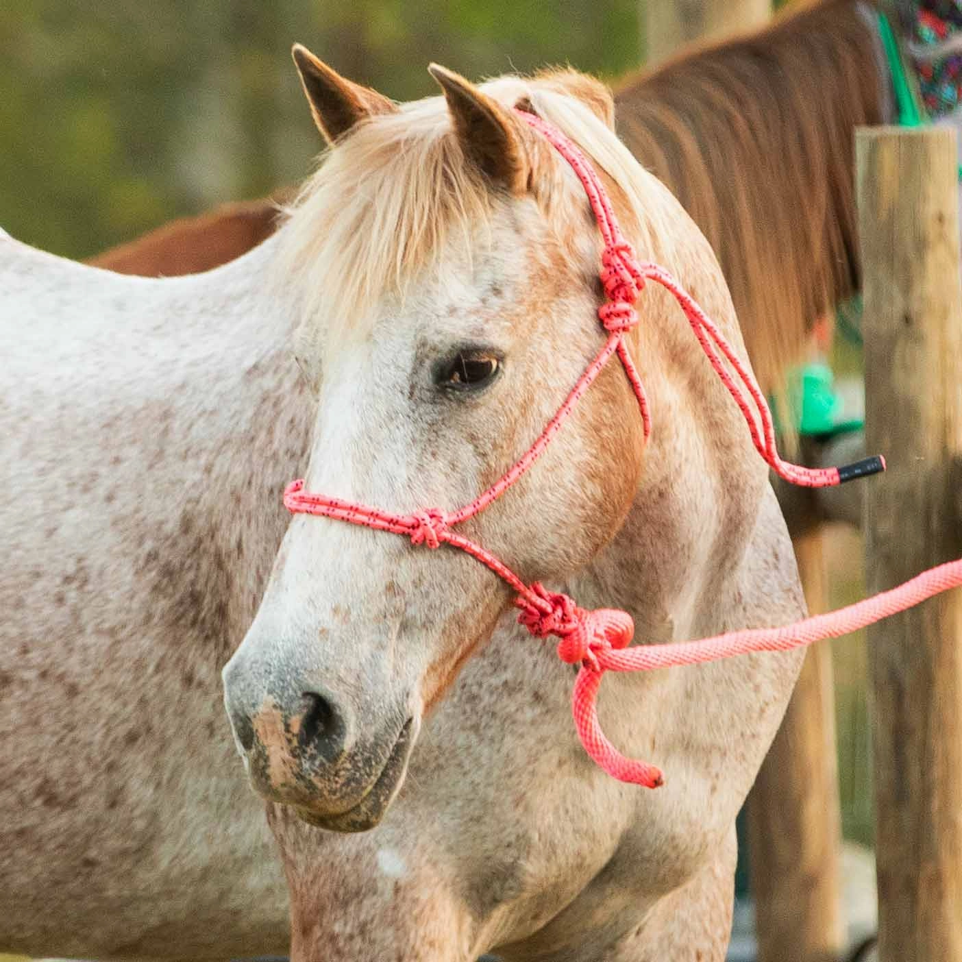 Jeffers Poly Braided Rope Horse Halter with Lead