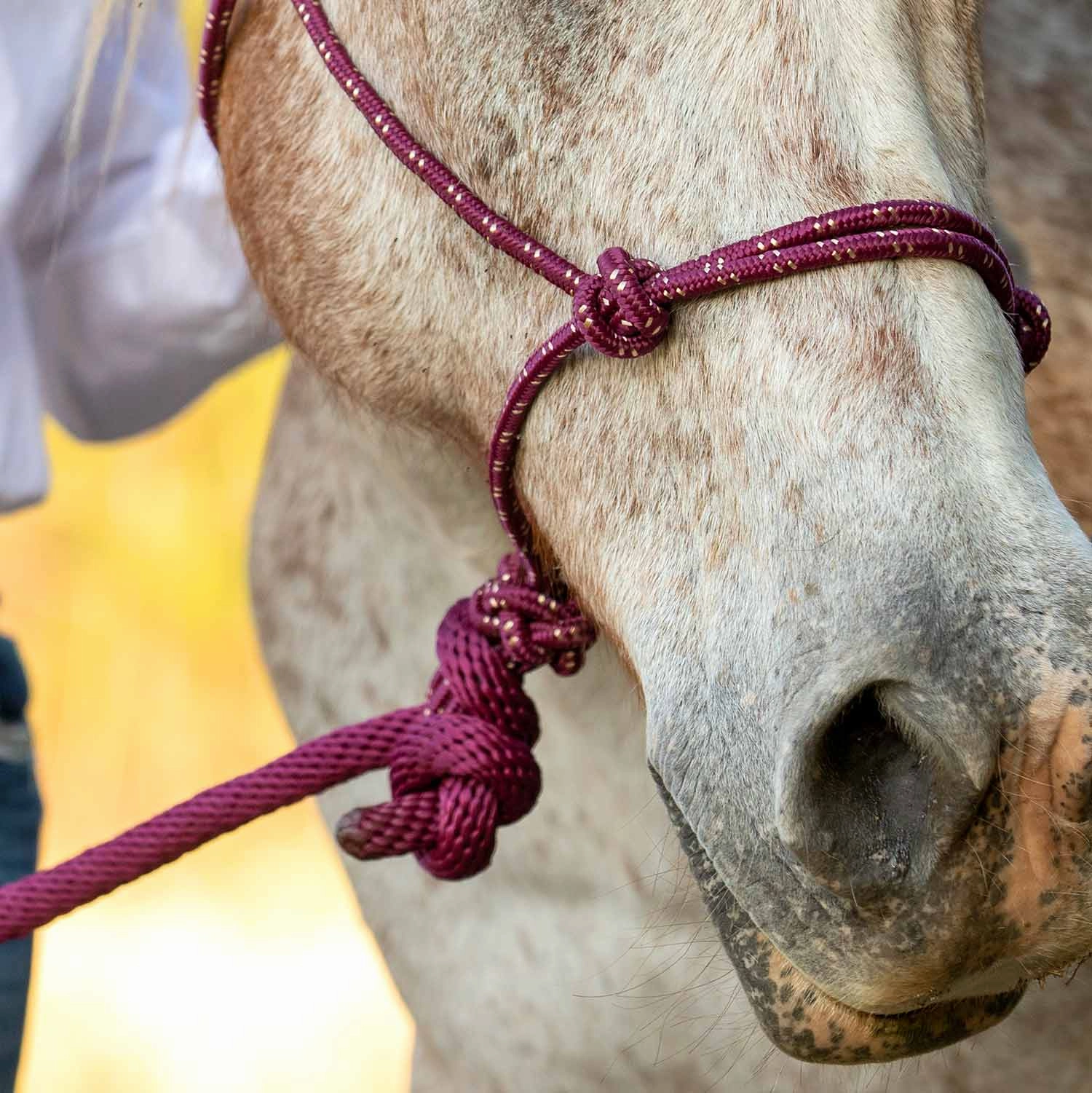 Jeffers Poly Braided Rope Horse Halter with Lead