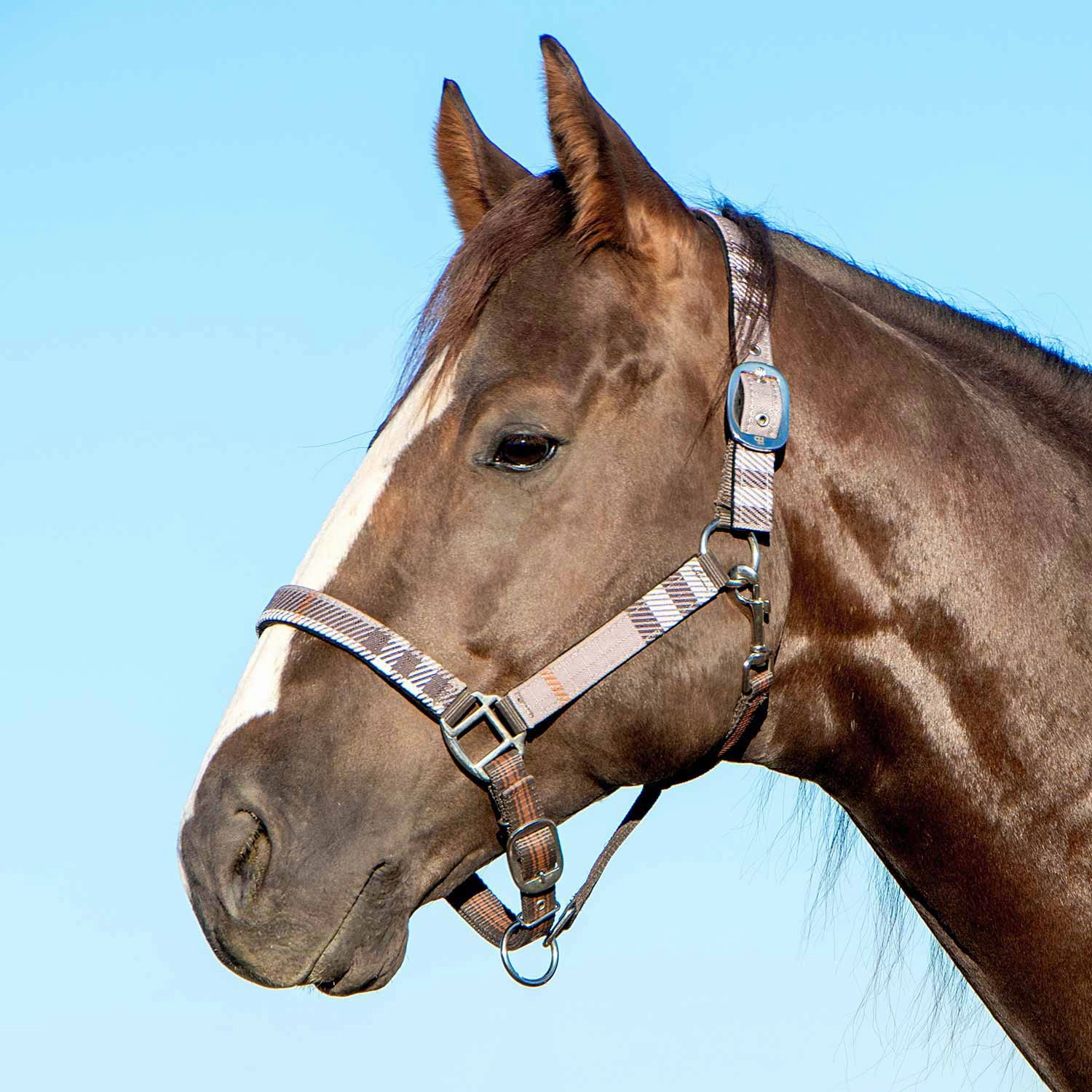 Jeffers Poplar Head Nylon Horse Halter & Lead Matching Set, Full Size