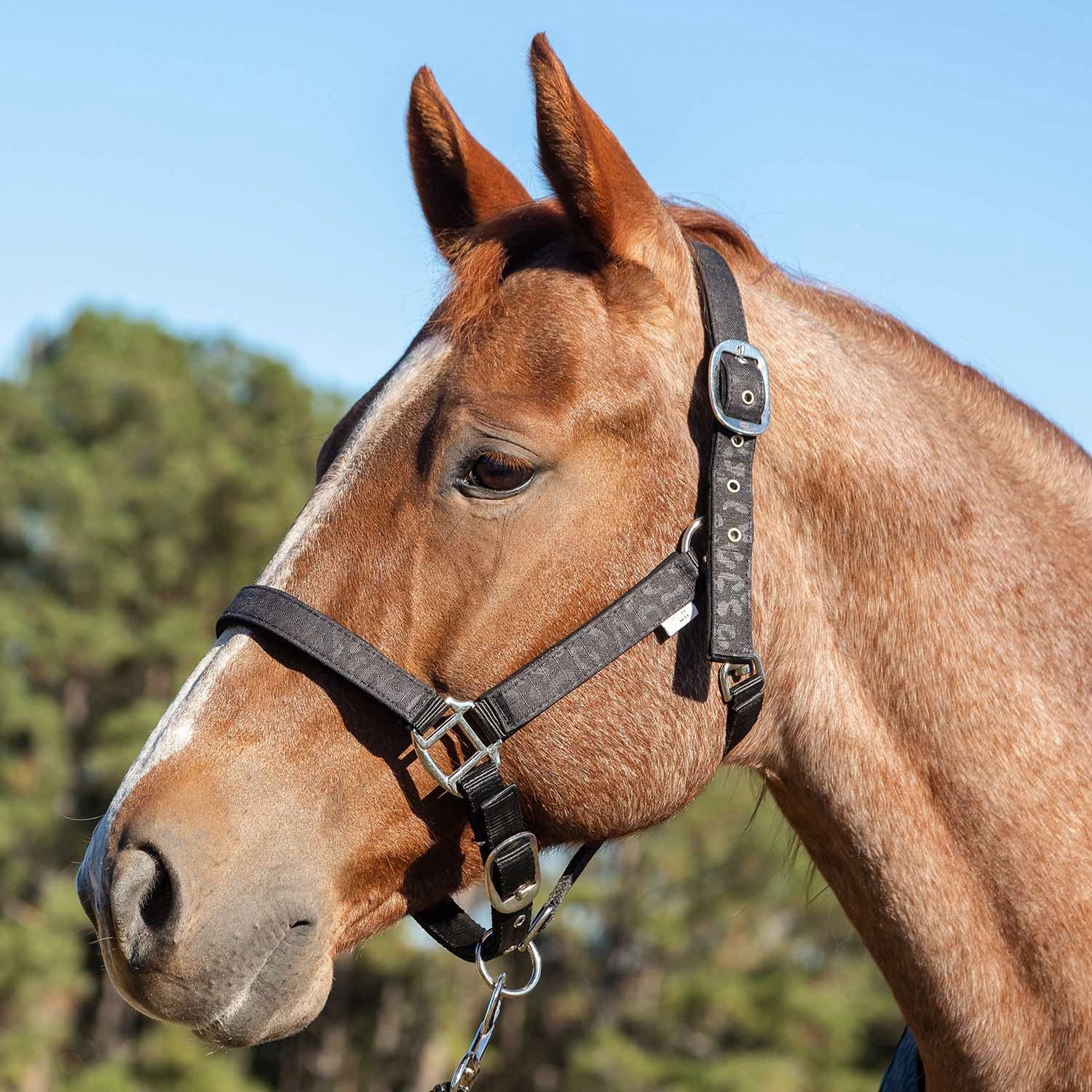 Jeffers Poplar Head Nylon Horse Halter & Lead Matching Set, Full Size
