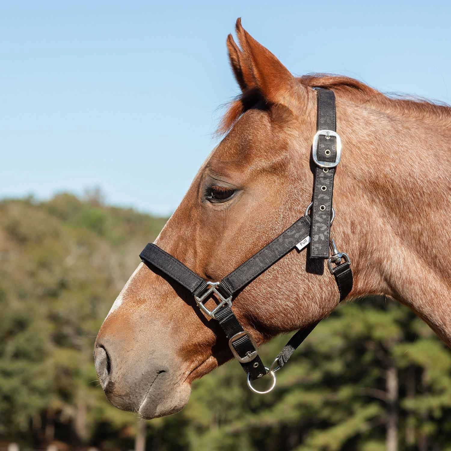 Jeffers Poplar Head Nylon Horse Halter & Lead Matching Set, Full Size