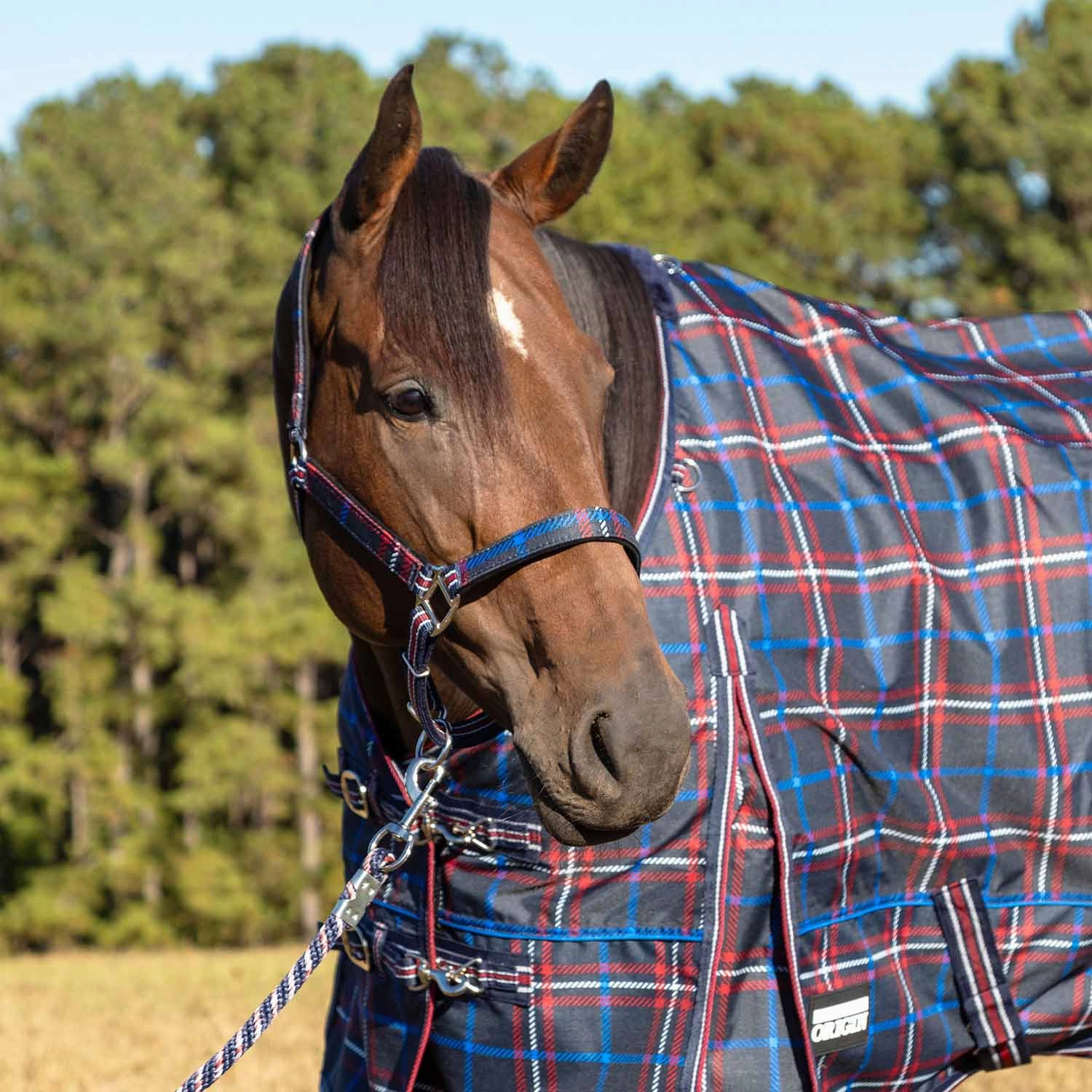 Jeffers Poplar Head Nylon Horse Halter & Lead Matching Set, Full Size