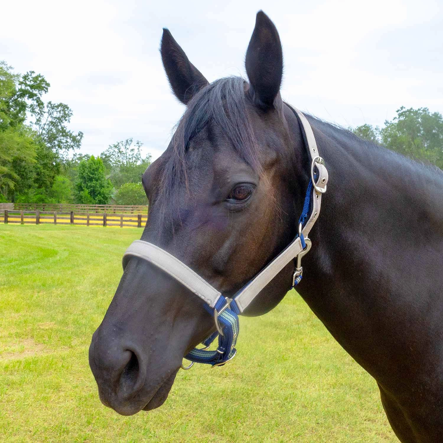 Jeffers Poplar Head Nylon Horse Halter & Lead Matching Set, Full Size