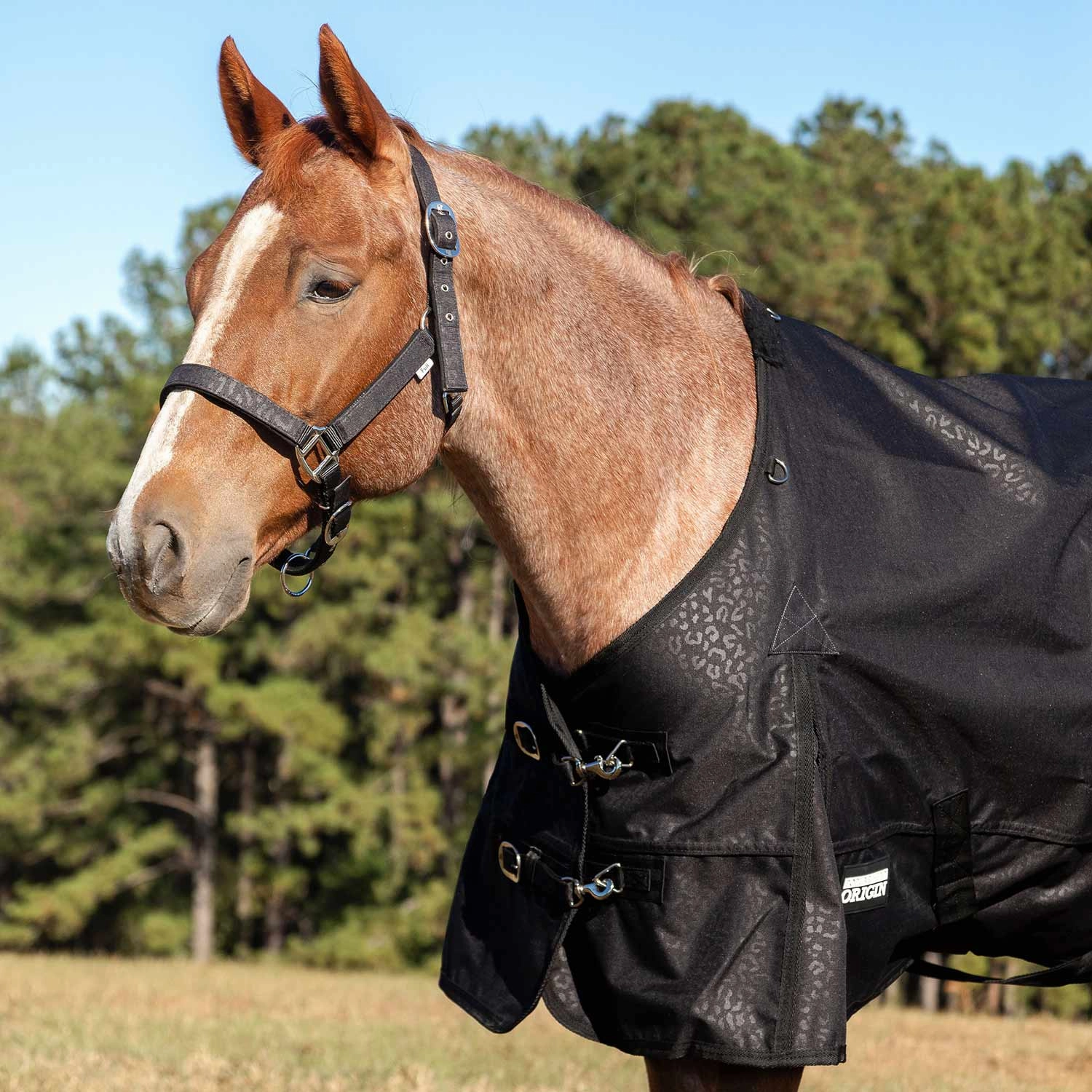 Jeffers Poplar Head Nylon Horse Halter & Lead Matching Set, Full Size