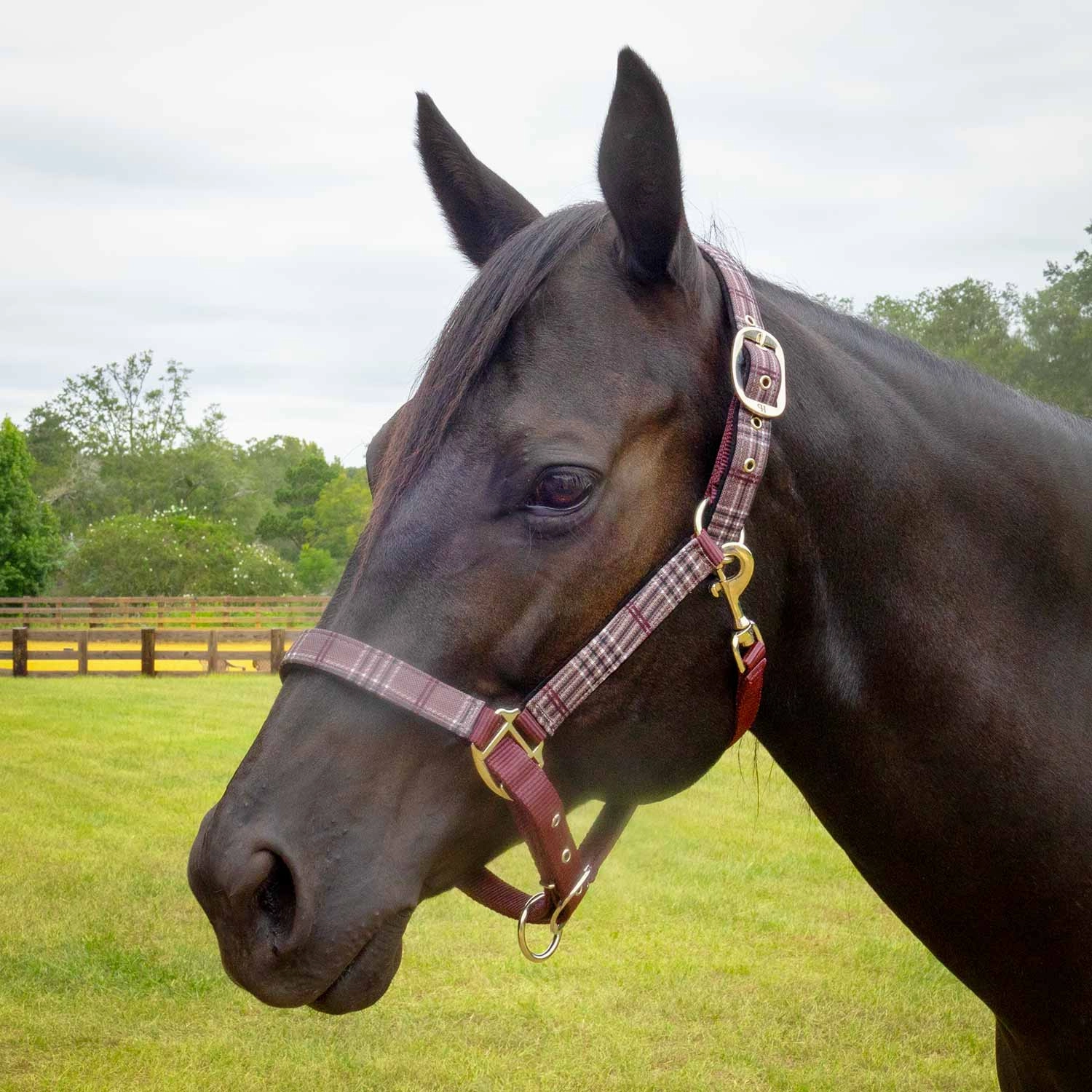 Jeffers Poplar Head Nylon Horse Halter & Lead Matching Set, Full Size