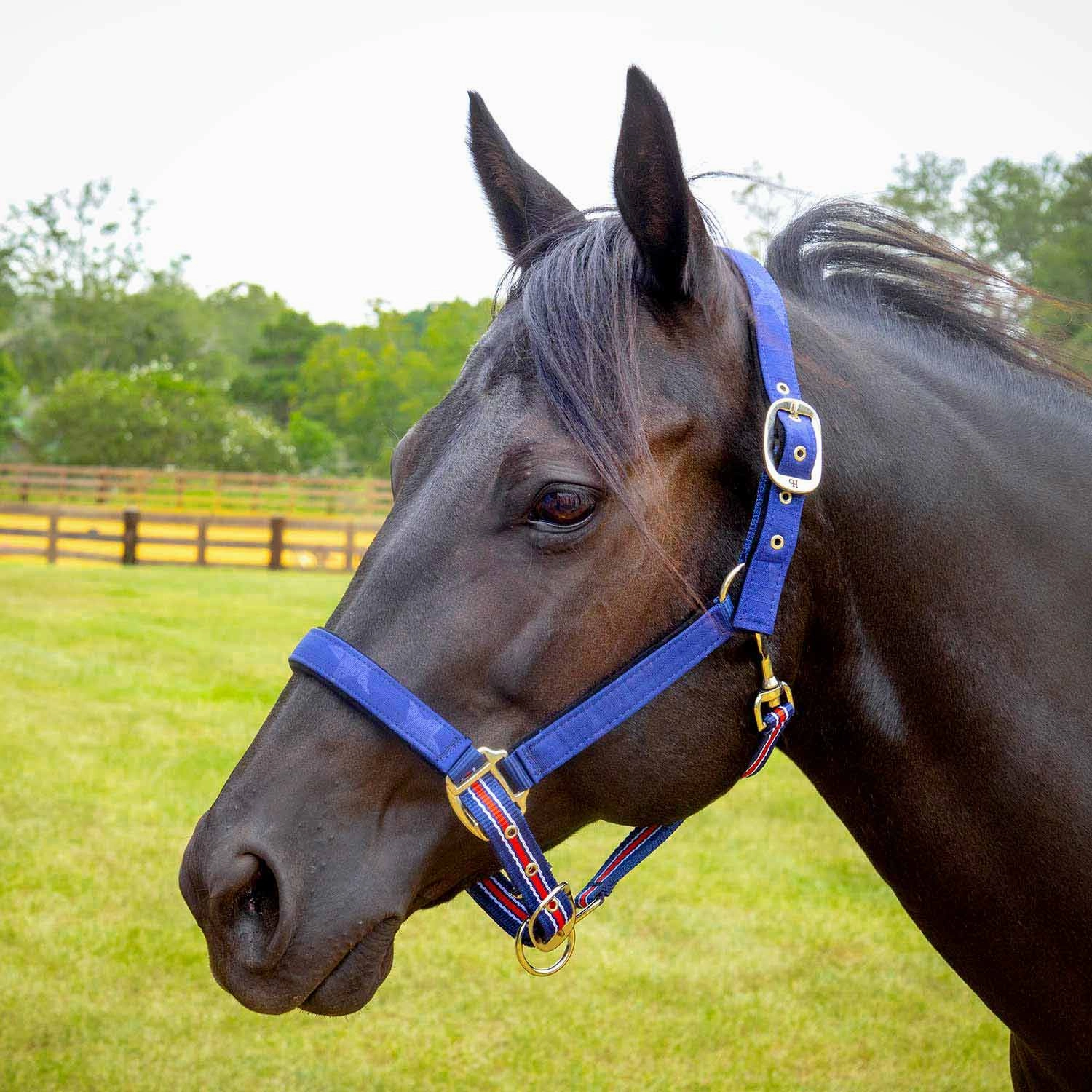 Jeffers Poplar Head Nylon Horse Halter & Lead Matching Set, Full Size
